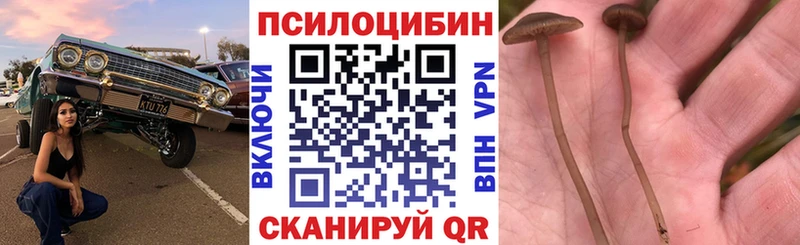 Галлюциногенные грибы Magic Shrooms  закладка  нарко площадка какой сайт  Чадан 